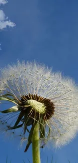 Dandelion against a clear blue sky with soft white clouds.