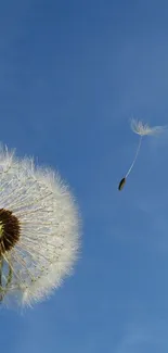 Dandelion seeds floating against a clear blue sky.