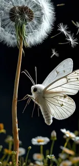 White butterfly near dandelion on dark background.