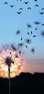 Dandelion and sunset sky with flying birds in serene wallpaper.