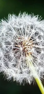 Close-up of a dandelion with delicate white seeds on a green background.