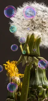 Close-up of a dandelion with colorful bubbles on a dark background.