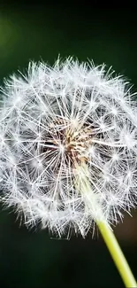 Close-up of a delicate dandelion on a dark background.