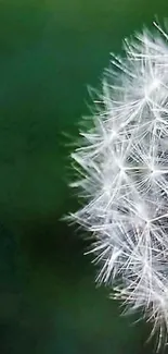 Close-up of a dandelion on a green background wallpaper.