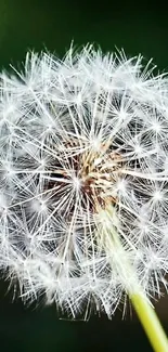 Close-up of a dandelion against a green background for mobile wallpaper.