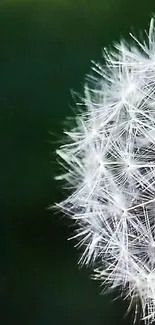 Close-up of a dandelion with green background, perfect for mobile wallpaper.