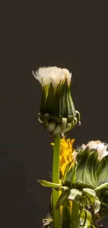 Close-up of dandelion flowers against a dark brown background.