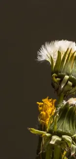 Close-up of a vibrant dandelion against a green background.