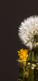 Close-up dandelion on dark background wallpaper.