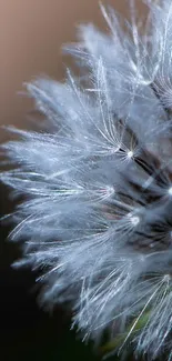 Close-up of dandelion seeds in soft focus with a dark background.