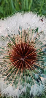 Close-up image of a dandelion with detailed seed head.