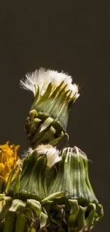 Close-up of a dandelion against a dark background, showcasing nature's delicate beauty.