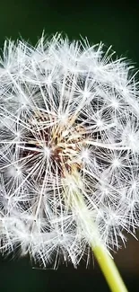 Close-up of a dandelion seed head on a green background.