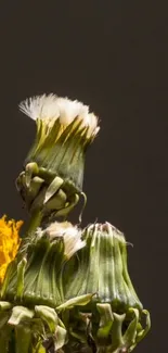 Elegant dandelion cluster with green and yellow hues on a dark background.