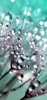 Close-up of dandelion seeds with dew drops on a teal background.