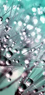 Close-up of dandelion with dew drops under a teal background.