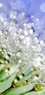 Close-up of dandelion with dew drops on a blue background.