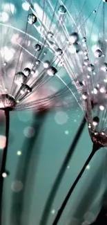 Close-up of dandelion seeds with dew droplets on a teal background.