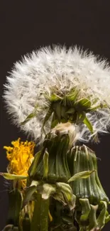 Dandelion close-up wallpaper with a dark background, showcasing intricate details.