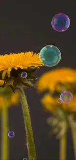 Dandelions and colorful bubbles on a dark background wallpaper.