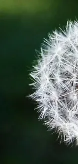 Close-up of a dandelion with dark green background.