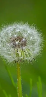 Close-up of a dandelion against a green background, perfect for mobile wallpaper.