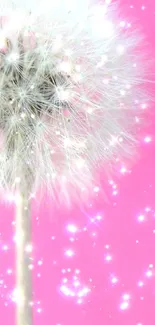 Dandelion with pink sparkling background.