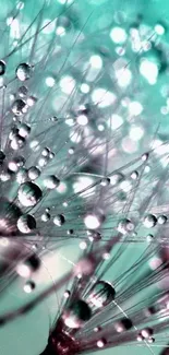 Turquoise dandelion with sparkling water droplets as wallpaper.