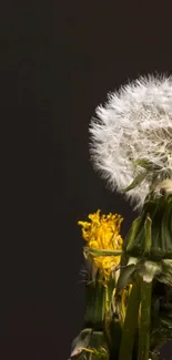 Dandelion against dark background, elegant mobile wallpaper.