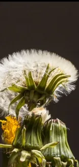 Close-up of a dandelion seed head on a dark background, highlighting natural elegance.