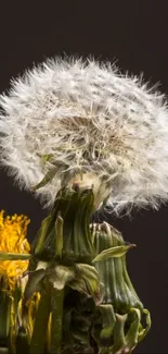 Close-up of dandelion with black background.