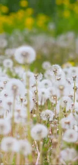 Serene field of white dandelions with vibrant green and yellow background.