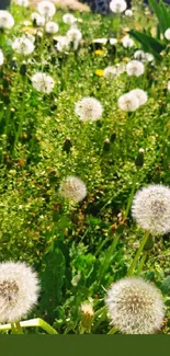 Serene dandelion field with lush green backdrop.