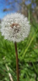 Dandelion in a lush green field under clear blue skies.