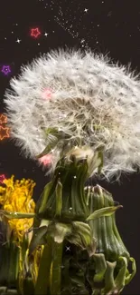 Fluffy dandelion against a black starry background with magic touch.