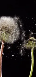 Dandelion seeds and stems on black background wallpaper.