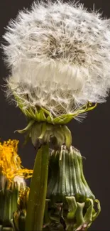 Close-up of dandelion with seeds and olive green stem on dark background.