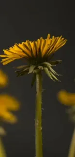 Yellow dandelion against a dark background, perfect for nature-themed mobile wallpaper.