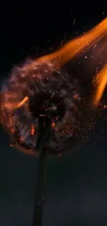 Dandelion consumed by flames in a dark setting, artistic mobile wallpaper.