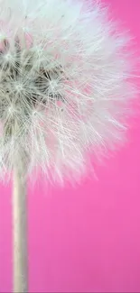 White dandelion on a vibrant pink background wallpaper.