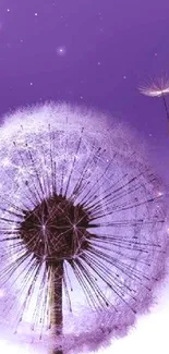 Purple dandelion blowing in the wind on a gradient background.