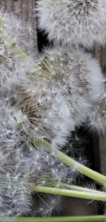 Close-up of dandelion seed heads on rustic wood.