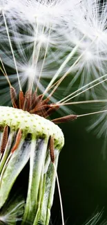 Close-up of dandelion seeds on a green background.