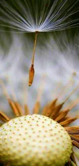 Dandelion seeds against a soft earthy background.