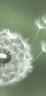 Serene dandelion wallpaper with soft green hues.