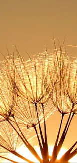 Dandelion silhouette against an orange sunset sky, radiating serenity.