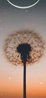 Silhouette of a dandelion with a crescent moon in a sunset sky.