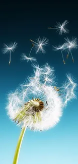 Dandelion seeds against a blue sky background wallpaper.