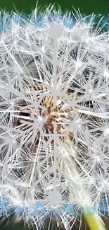 Dandelion with snowflake overlay design on green background.