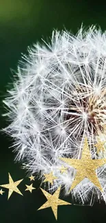 Dandelion with golden stars on a dark green background wallpaper.